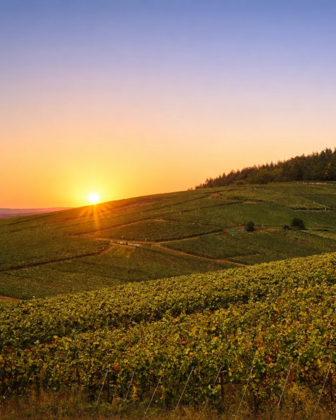 Portrait de coucher du soleil sur les vignobles de Champagne