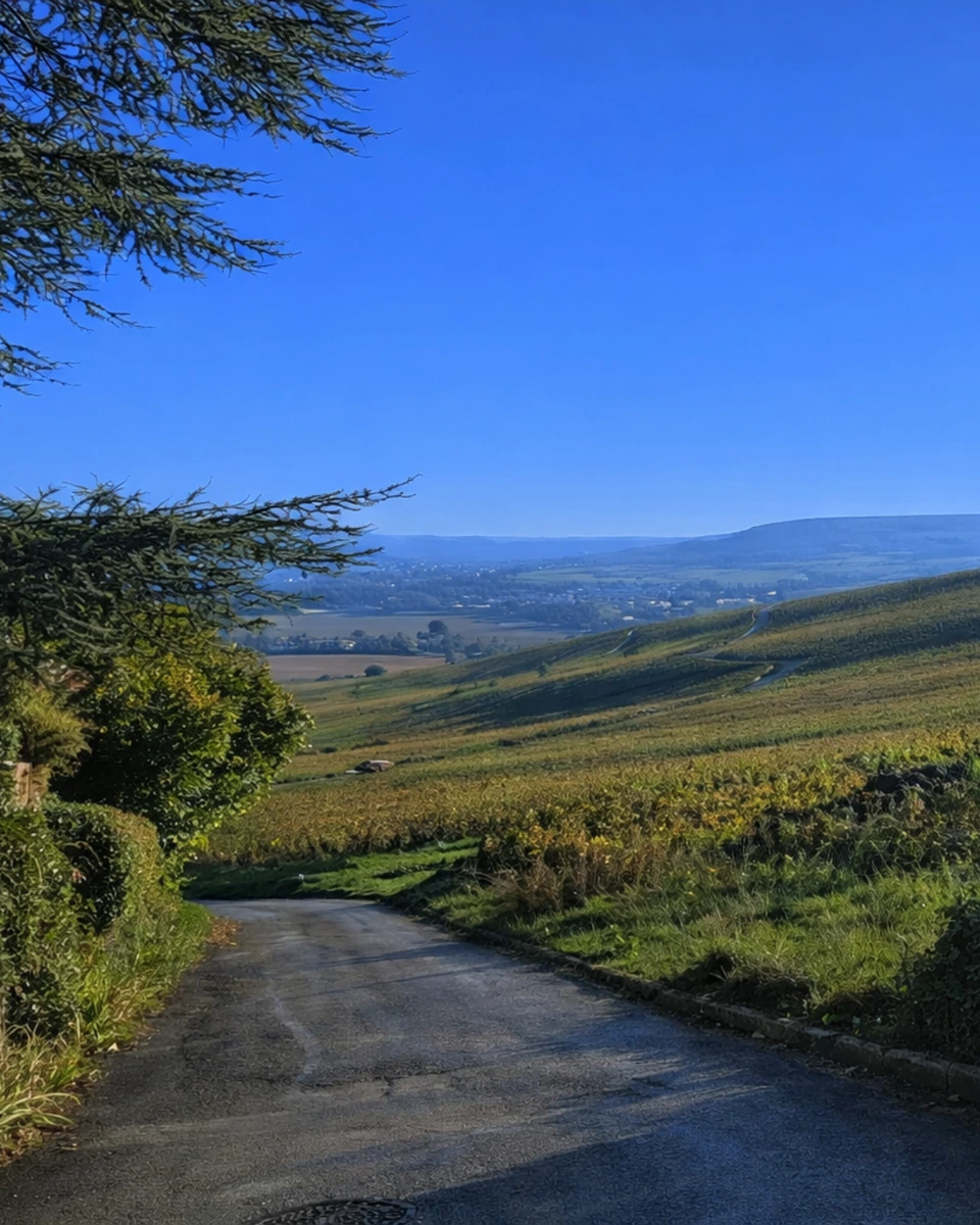Route panoramique dans les vignobles de Champagne