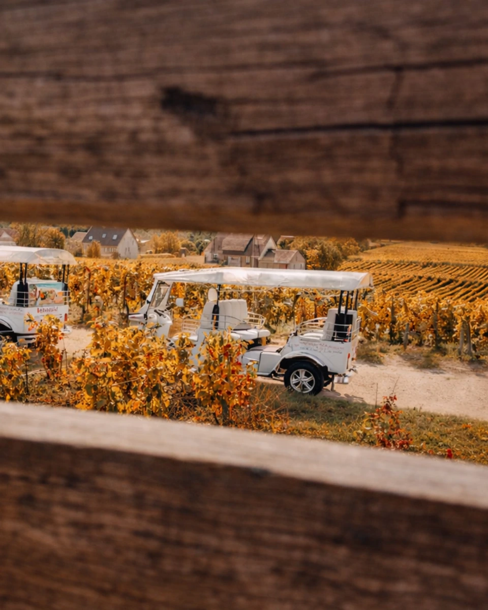 Tuk-tuk Bubbles encadré par une structure en bois dans les vignes de Champagne